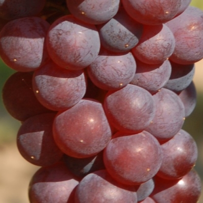 Roter Gutedel ANT 0327